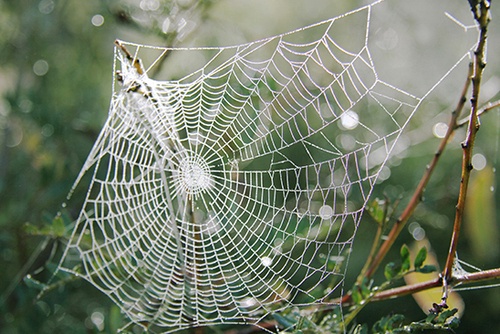 686_271m_spiderweb.jpg